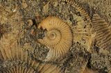 Dactylioceras Ammonite Cluster - Germany #64566-2